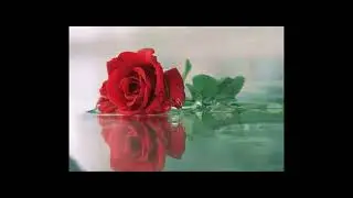 РУЖА КВЕТКА