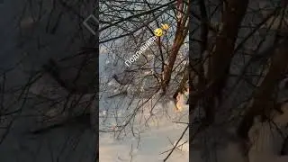Если сидит близко, то стреляй по ушам🐇