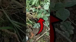 It Was Hiding In The Undergrowth
