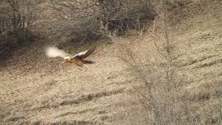 Lammergeier  - Bearded Vulture - ბატკანძერი (კრავიჭამია, ყაჯირი, წვერიანი სვავი)