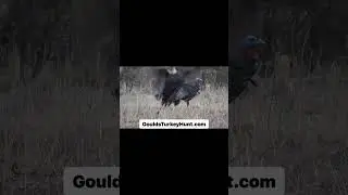 Goulds turkey season is getting closer!