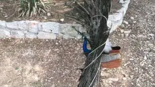 Peacock on Lokrum Island, Croatia