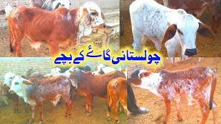 Sahiwal cholistani farm visit|sahiwal cow baby|cholistani cow baby|Poure sahiwal Small cow baby