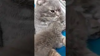 ПАПА КОТ УЗНАЛ МАЛЫША! 