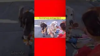 नेपाल में क्यों मनाया जाता है कुकुर तिहार ?