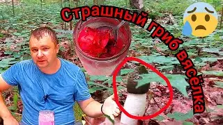 ПРОВЕРЯЮ РЕЦЕПТ БЕЛАРУССКОГО ХОЛОДНИКА. СОБИРАЮ ГРИБЫ НА БЕРЕГУ ДВИНЫ