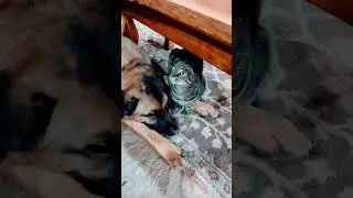 Two Best Friends #cute #pets #adorable