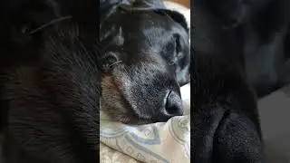 Симфония храпа
