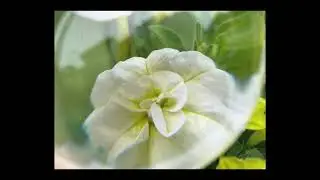 Flower Photography using Magnifying Glass Shot on iPhone12 Pro Max