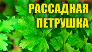 ONLY THIS KIND OF PARSLEY IS PLANTED EVERY YEAR FOR SEEDLINGS