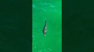 Huge Tiger Sharks! #sharks #tigershark #sharkweek