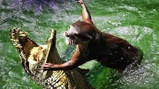 THE GIANT OTTER IS IN ACTION! Otter vs jaguar, caiman, turtle, anaconda. What is an OTTER capable of