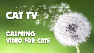 Soothing music for cats - Music to Relax a Stressed Cat