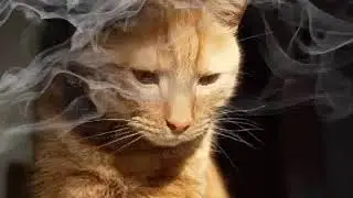 Los peligros del humo del fumador y las mascotas