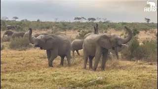Bonding, Sparring & Mud Bathing, All in an Elephant Day’s Work