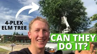 The Best Way To Cut Down A HUGE Elm Tree
