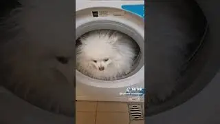 Земля в иллюминаторе     #помиранскийшпиц#шпиц#собака
