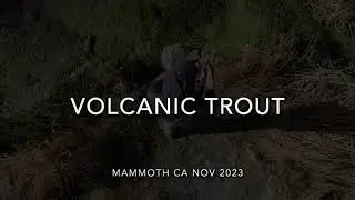 Volcanic Trout