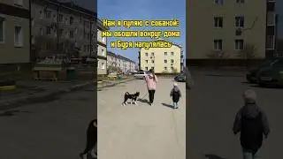 Как мы гуляем с собакой 😅 