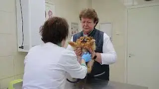 Ветеринарный врач - кардиолог