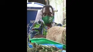 GROWING HYDROPONIC GREEN FODDER#farming #agriculture #viral #viralvideo #hydroponics