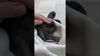 Pourquoi tout le monde trouve ça normal ? #lapin #maltraitance #rabbit #bunny