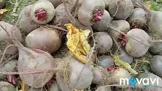 сбор урожая моркови,свёклы....