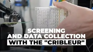 In-situ crystal screening and data collection with the "Cribleur" - PROXIMA-2A Beamline