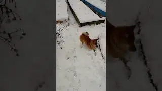 сиба ину и первый снег shiba inu