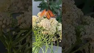 #butterfly