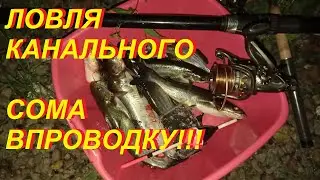 Ловля канального сома впроводку!!!