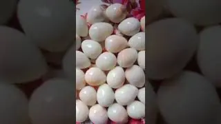 বহুরুপী।