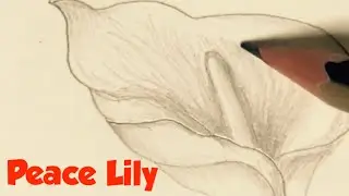 Pencil Sketch: Peace Lily | Easy and Simple | Tutorial: How to draw a peace lily