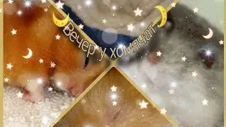 🍂 Вечер у хомячат 🍂, 🐹🐹// Что происходит вечером??? ♥️🐹