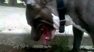 Blue nose pitbull Zeus likes to dig