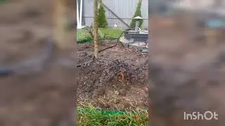 Озеленение участка в селе Фонтанка Одесса