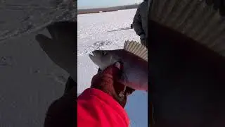 Сколько в окуне ? Врут ли весы ?
