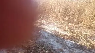 Согрибание камыша