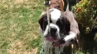 Saint Bernard drinking from a hose
