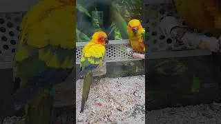 sandeep kumar parrot