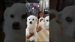 Good morning friends❤️ Dogs and cat 😉🤪 