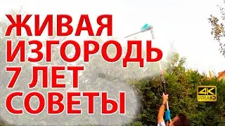 Живая изгородь из туи Брабант и бирючины. 7 лет забору. Советы. 🌲🌲🌲