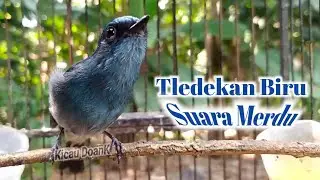 TLEDEKAN BIRU GACOR • Burung Sikatan Ninon Gacor