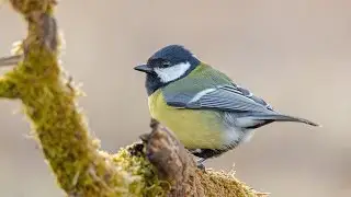 Fotografowanie przyrody. Lubuskie TRAILER (2017) HD
