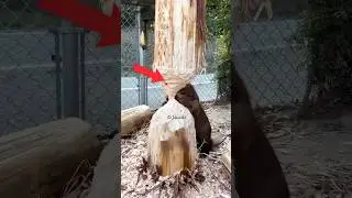 💀 The beaver at the end…
