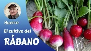 𝗥𝗔𝗕𝗔𝗡𝗢: The complete cultivation of Radish in the family garden