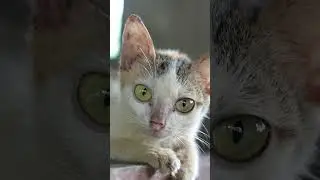 20 cats have been saved from the cat meat trade #animalrescue #VietNam #cats #shorts