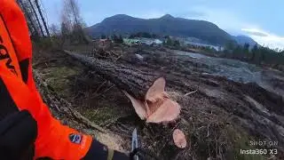 Stihl ms500i Cutting some Lerch down swiftly , with a fail at the end
