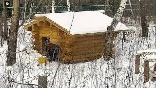 Мансур протестировал спячку🐻😄