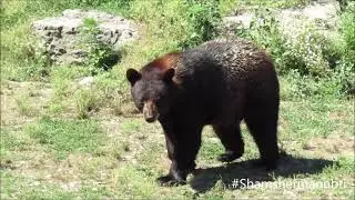 Animals in Marineland, Niagara falls, Ontario, Canada.